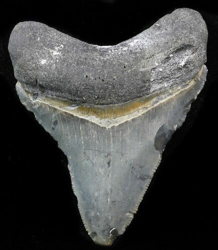 Juvenile Megalodon Tooth - Venice, Florida #32888